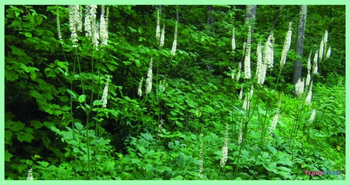 transgender black cohosh