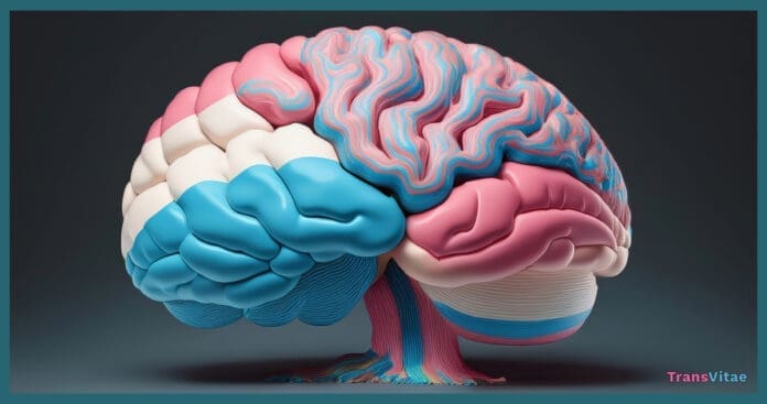 transgender brain