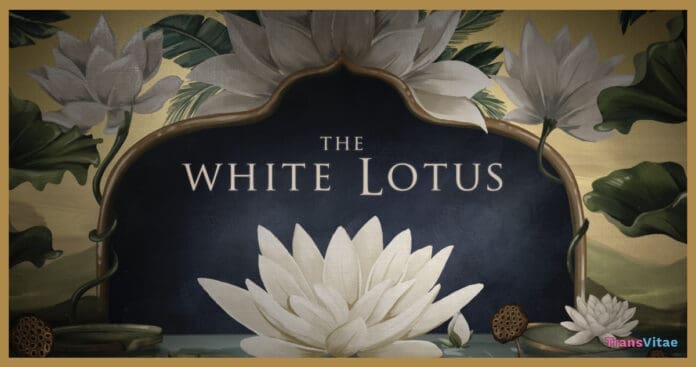 transgender white lotus