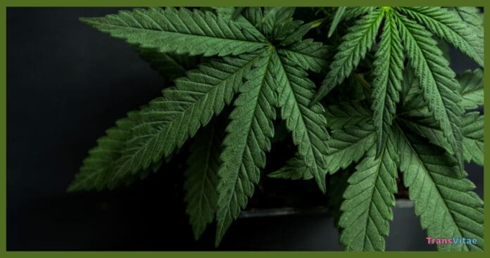 transgender safe cannabis