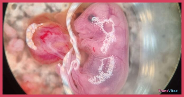 transgender mice study