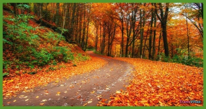 transgender leaves falling transgender leaves falling