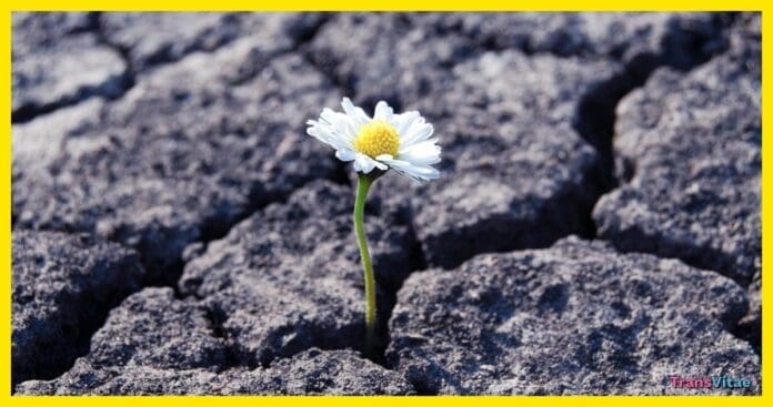 transgender resilience