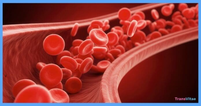 transgender blood circulation