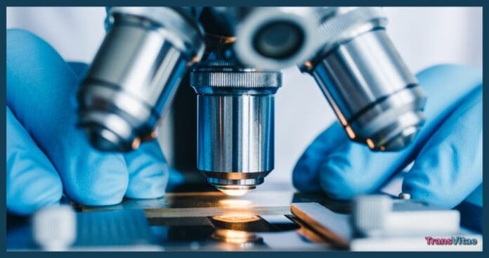 transgender new mice research