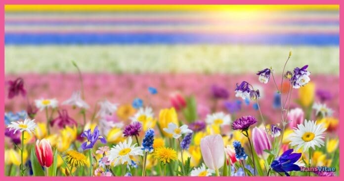 transgender 2026 spring fashion